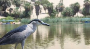 Ica: Huacachina vuelve a ser el hogar de aves durante cuarentena [FOTOS]