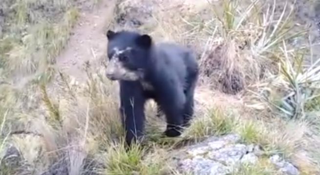 Captan a oso de anteojos en santuario de Machu Picchu [VIDEO]