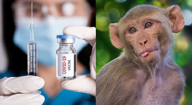 Vacuna contra el coronavirus desarrollada en la Universidad de Oxford resulta exitosa en monos