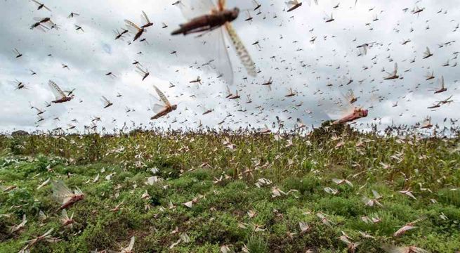 Autoridades peruanas se pronuncian sobre plaga de langostas que ataca parte de Sudamérica