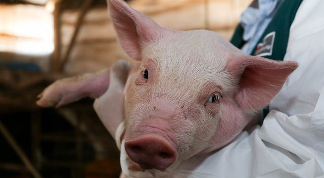 Autoridades peruanas se pronuncian por virus detectado en China que pasa de cerdos a humanos