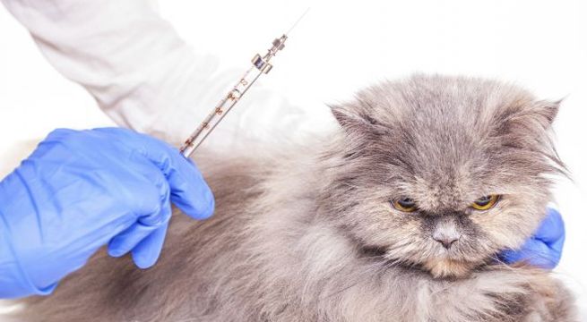 Inician los ensayos clínicos de una vacuna contra el Covid-19 para gatos