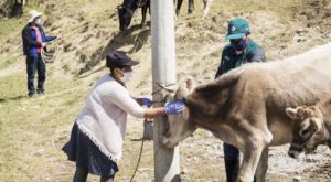 Minagri impulsa la ganadería familiar protegiendo animales contra la rabia