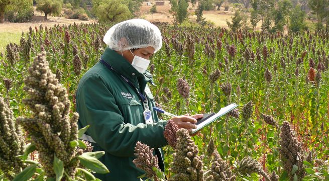 Quinua peruana será la nueva estrella de un nuevo mercado internacional