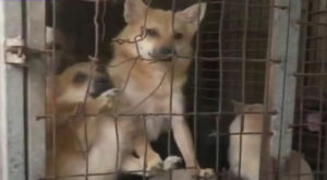 Rescatan a 170 perros destinados al consumo humano