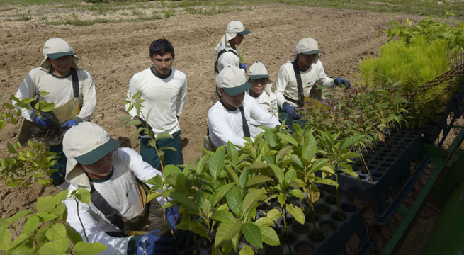 Ley de Promoción Agraria: ¿qué dispone la norma para los trabajadores del sector?