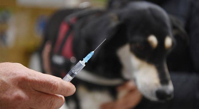 Rusia registra la primera vacuna contra el Covid-19 para animales