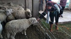 Agro Rural protege a más de 46 mil cabezas de ganado en Puno con cobertizos ante bajas temperaturas