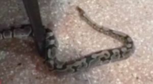 Encuentran serpiente en la sala de una vivienda de Surco [VIDEO]