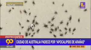 Ciudad de Australia padece por “apocalipsis de arañas”