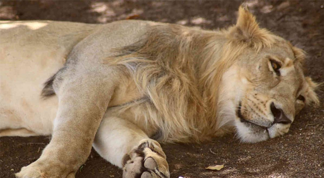 Una leona muere a causa del Covid-19 en un zoológico de la India