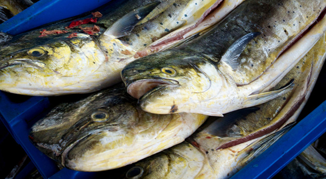 Produce: Pesca de perico sigue siendo una de las principales banderas del pescador artesanal