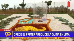Crece el primer árbol de la quina en Lima