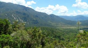 Alertan sobre afectación del Área de Conservación Regional Chontabamba – Huancabamba