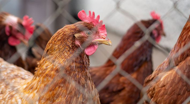La India reporta su primera muerte humana por gripe aviar