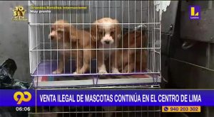 Venta informal de mascotas continúa en el centro de Lima