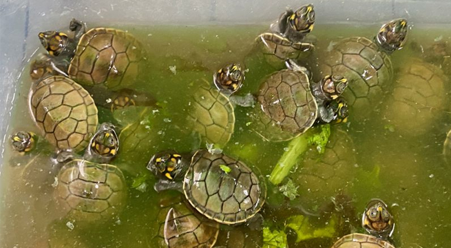 «Ve y sé feliz»: Liberan a miles de crías de tortugas de río en selva peruana