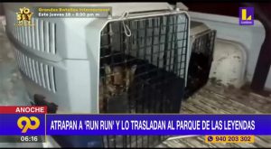 El zorrito Run Run fue atrapado y trasladado al Parque de las Leyendas