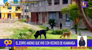 Ayacucho: zorro andino vive en parque y es alimentado por vecinos