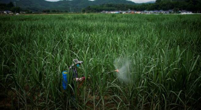 Aumenta el déficit mundial de suministro de azúcar por la caída de la producción en China