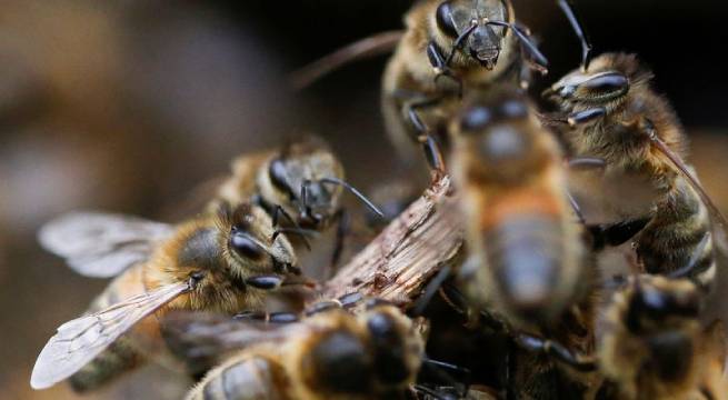 Manifestantes detenidos y policías heridos por picaduras de abeja en protesta de apicultores en Chile