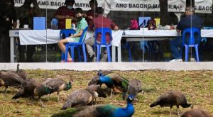 Entre pavos reales y elefantes: Filipinas anima al público a vacunarse en el zoológico