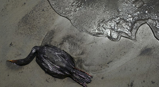 Gobierno califica de «desastre ecológico» derrame de petróleo