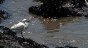 Serfor pide que ciudadanos no alimenten ni bañen a animales afectados por derrame