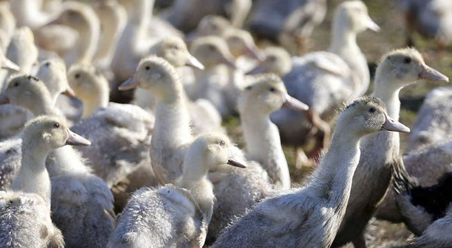 Nueva gripe aviar tiene un mayor riesgo de propagación a los humanos