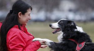 ¿Micsoda? El cerebro de los perros distingue el español del húngaro, según un estudio