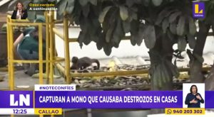 Callao: Serfor atrapó a ‘Changui’, monito que alborotaba a vecinos de Bellavista