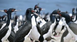 Registro de aves evidencia mayor riesgo de afectación en colonia de guanay por derrame de petróleo