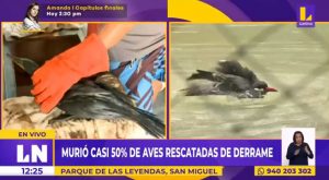 Derrame de petróleo en Ventanilla: cerca del 50 % de aves rescatadas murió