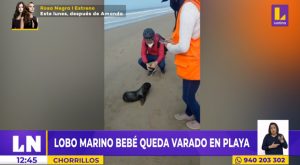 Chorrillos: lobo marino bebé quedó varado en playa La Chira