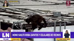 Callao: mono suelto roba zapatos y celulares de vecinos