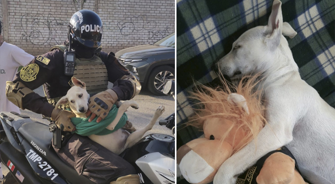 Callao: valeroso policía rescata a una cachorra abandonada