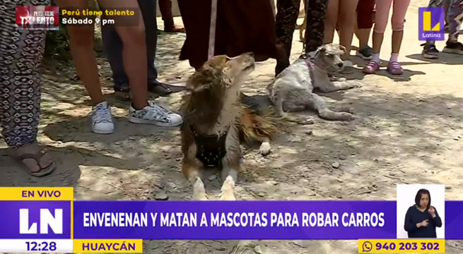 Ladrones envenenan a mascotas para robar autos en Huaycán