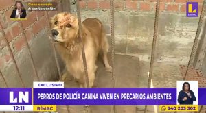 Rímac: perros de Policía canina viven en precarios ambientes