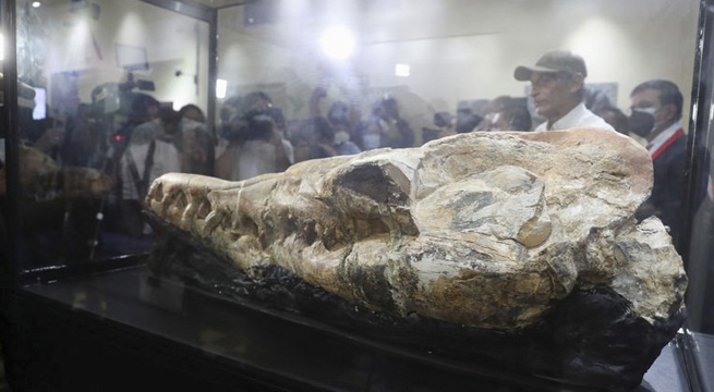 Paleontólogos descubren fósil de «monstruo marino» de hace 36 millones de años