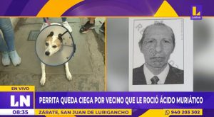 SJL: perrita queda ciega luego de que vecino le rociara ácido muriático