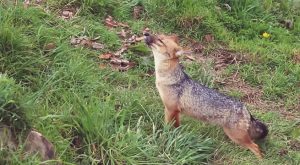 Run Run ya tiene nuevo hogar: zorro andino fue llevado a Cajamarca