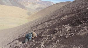Chile: científicos descubren antiguo cementerio de pterosaurios en el desierto de Atacama
