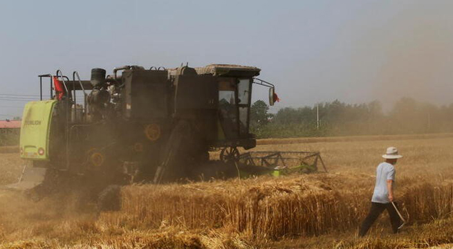 Agricultores chinos enfrentan escasez de fertilizantes, medidas por COVID dificultan entregas
