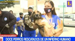 Doce perros fueron rescatados de un infierno humano