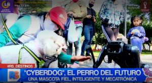 CyberDog: el perro del futuro se paseó por las calles de Lima