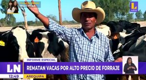 Arequipa: ganaderos se ven forzados a rematar vacas por alto precio de forraje