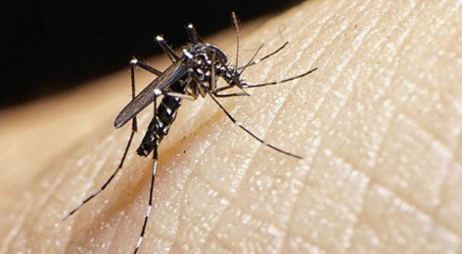 Dengue en Perú: Se ha registrado un alarmante aumento del 98% de casos durante 2024