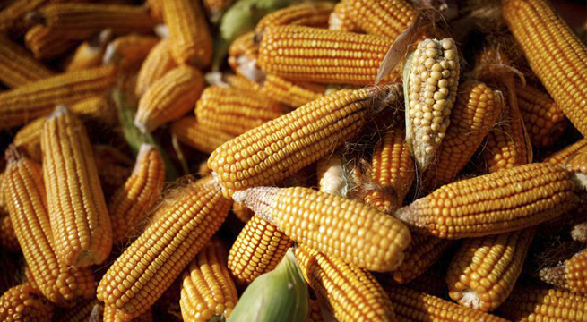 Futuros del maíz y el trigo caen por esperanza de que se recuperen exportaciones de Ucrania