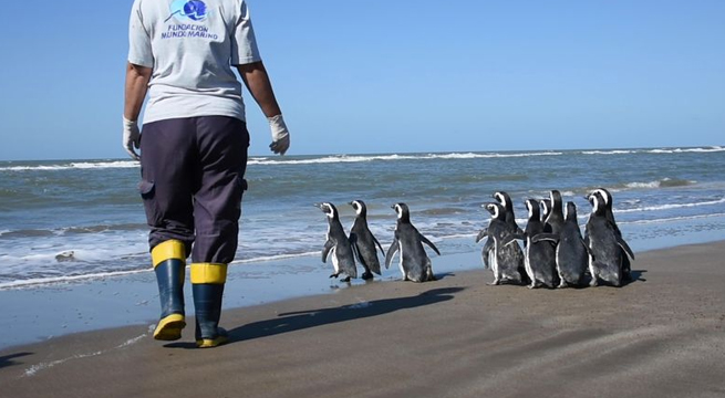 Pingüino emperador, en serio riesgo de extinción por cambio climático