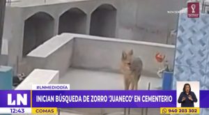 Comas: inician búsqueda de zorro ‘Juaneco’ en cementerio